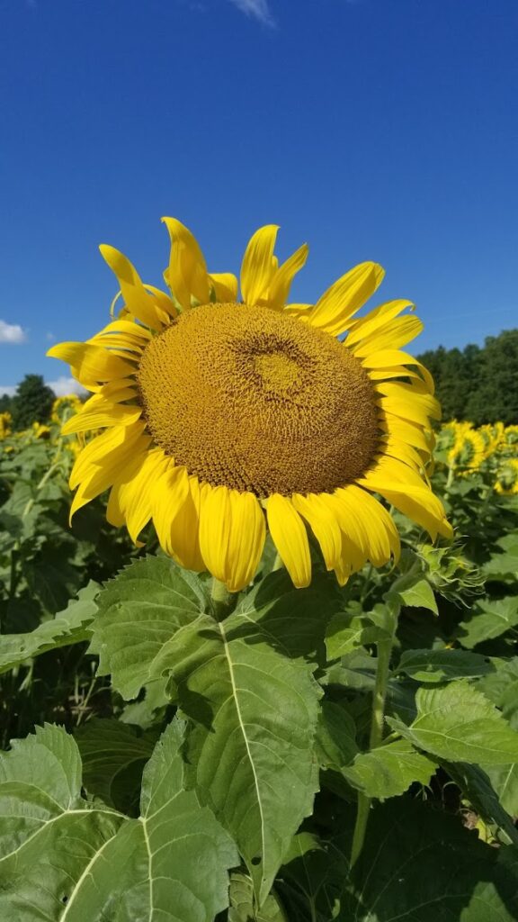 16 things to do during the pandemic - sunflower farm